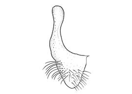   Anthidium emarginatum  male, diagram showing view of seventh sternum (S7), diagram from Gonzalez and Griswold 2013 

